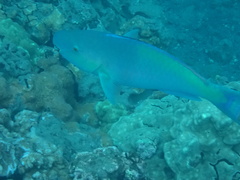 Scarus rubroviolaceus