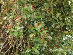 Trachelospermum lucidum