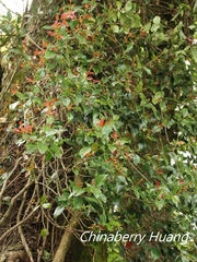 Trachelospermum lucidum