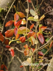 Trachelospermum lucidum