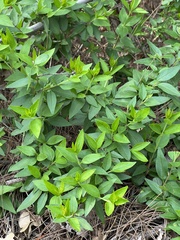 Forsythia viridissima