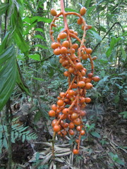Chamaedorea pinnatifrons