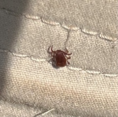 Rhipicephalus sanguineus