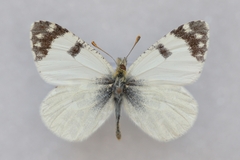 Euchloe tagis