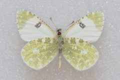 Euchloe tagis