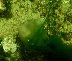 Trygonoptera imitata