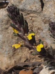 Ajuga chamaepitys chia