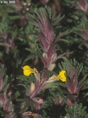 Ajuga chamaepitys chia