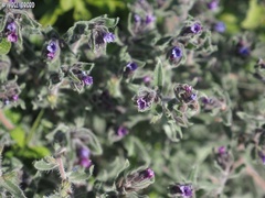 Alkanna strigosa