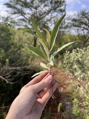Buddleja polystachya