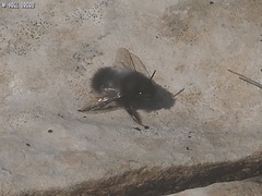 Anthophora nigriceps