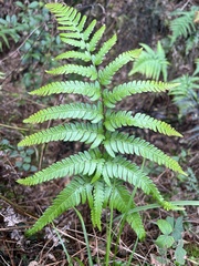 Dryopteris varia