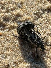 Brachycerus spinicollis