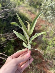 Buddleja polystachya