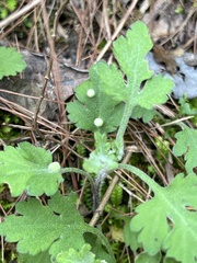 Chrysanthemum indicum