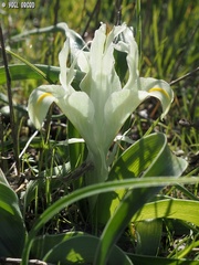 Iris palaestina