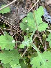 Chrysanthemum indicum