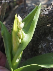 Orchis galilaea