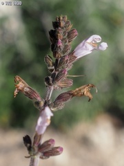 Salvia fruticosa