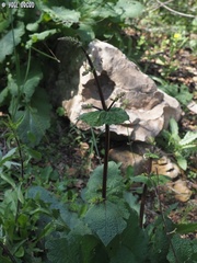 Salvia hierosolymitana