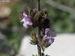 Satureja thymbra