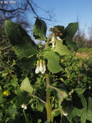Symphytum brachycalyx