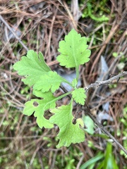 Chrysanthemum indicum