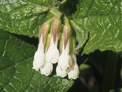 Symphytum brachycalyx