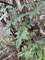 Wisteriopsis reticulata
