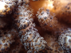 Cladiella