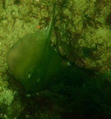 Trygonoptera imitata