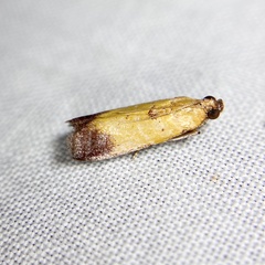 Nephopterix chryserythra