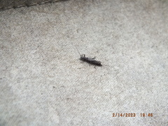 Allocapnia vivipara