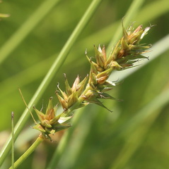 Carex spicata