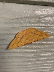 Eumelea rosalia