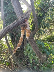 Fusicolla merismoides