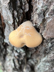 Cryptoporus volvatus