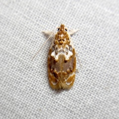 Piloprepes gelidella