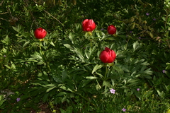 Paeonia peregrina