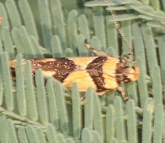 Macrobathra chrysotoxa
