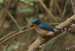 Cyornis sumatrensis