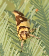 Macrobathra chrysotoxa