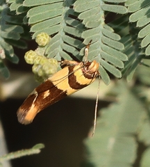 Macrobathra chrysotoxa