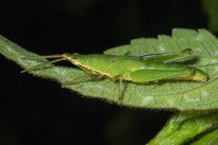 Tagasta