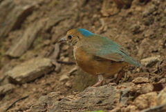 Hydrornis nipalensis