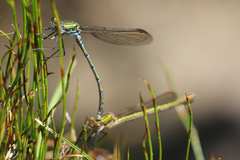 Austrolestes cingulatus