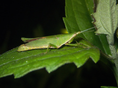 Tagasta