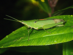 Tagasta