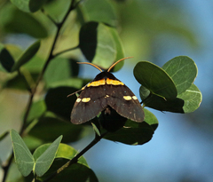 Egybolis vaillantina