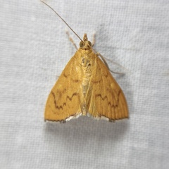 Hyalobathra brevialis